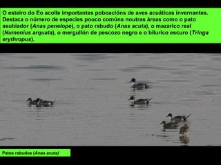 Patos rabudos (Anas acuta)
O esteiro do Eo acolle importantes poboacións de aves acuáticas invernantes.
Destaca o número de especies pouco comúns noutras áreas como o pato
asubiador (Anas penelope), o pato rabudo (Anas acuta), o mazarico real
(Numenius arquata), o mergullón de pescozo negro e o bilurico escuro (Tringa
erythropus).
 
