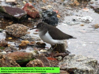 Bilurico bailón (Actitis hypoleucos). Percorre as beiras do
esteiro buscando invertebrados para alimentarse
 