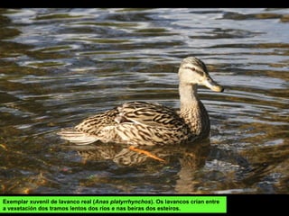 Exemplar xuvenil de lavanco real (Anas platyrrhynchos). Os lavancos crían entre
a vexetación dos tramos lentos dos ríos e nas beiras dos esteiros.
 