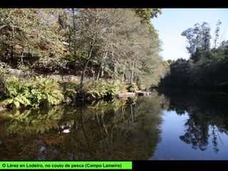 O Lérez en Lodeiro, no couto de pesca (Campo Lameiro)
 