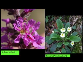 Lythrum salicaria
Cáncaro (Primula vulgaris)
 