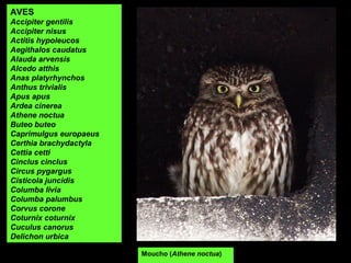 AVES
Accipiter gentilis
Accipiter nisus
Actitis hypoleucos
Aegithalos caudatus
Alauda arvensis
Alcedo atthis
Anas platyrhynchos
Anthus trivialis
Apus apus
Ardea cinerea
Athene noctua
Buteo buteo
Caprimulgus europaeus
Certhia brachydactyla
Cettia cetti
Cinclus cinclus
Circus pygargus
Cisticola juncidis
Columba livia
Columba palumbus
Corvus corone
Coturnix coturnix
Cuculus canorus
Delichon urbica
Moucho (Athene noctua)
 