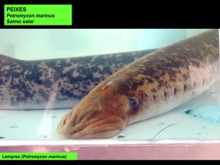 Lamprea (Petromyzon marinus)
PEIXES
Petromyzon marinus
Salmo salar
 