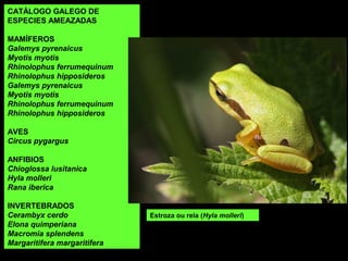 Estroza ou rela (Hyla molleri)
CATÁLOGO GALEGO DE
ESPECIES AMEAZADAS
MAMÍFEROS
Galemys pyrenaicus
Myotis myotis
Rhinolophus ferrumequinum
Rhinolophus hipposideros
Galemys pyrenaicus
Myotis myotis
Rhinolophus ferrumequinum
Rhinolophus hipposideros
AVES
Circus pygargus
ANFIBIOS
Chioglossa lusitanica
Hyla molleri
Rana iberica
INVERTEBRADOS
Cerambyx cerdo
Elona quimperiana
Macromia splendens
Margaritifera margaritifera
 