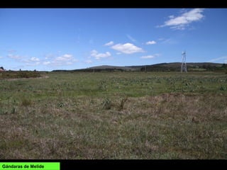 Gándaras de Melide
 