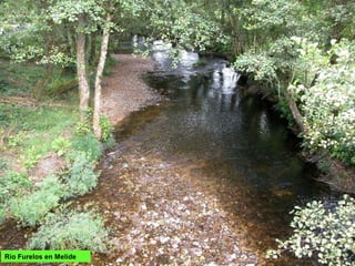 Río Furelos en Melide
 