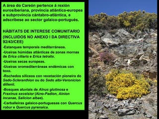 A área do Careón pertence á rexión
eurosiberiana, provincia atlántica-europea
e subprovincia cántabro-atlántica, e
adscríbese ao sector galaico-portugués.
HÁBITATS DE INTERESE COMUNITARIO
(INCLUIDOS NO ANEXO I DA DIRECTIVA
92/43/CEE)
-Estanques temporais mediterráneos.
-Uceiras húmidas atlánticas de zonas mornas
de Erica ciliaris e Erica tetralix.
-Uceiras secas europeas.
-Uceiras oromediterráneas endémicas con
toxo.
-Rochedos silíceos con vexetación pioneira do
Sedo-Scleranthion ou do Sedo albi-Veronicion
dillenii.
-Bosques aluviais de Alnus glutinosa e
Fraxinus excelsior (Alno-Padion, Alnion
incanae, Salicion albae).
-Carballeiras galaico-portuguesas con Quercus
robur e Quercus pyrenaica.
 