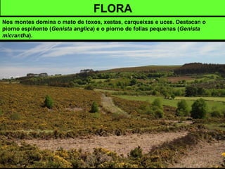 FLORA
Nos montes domina o mato de toxos, xestas, carqueixas e uces. Destacan o
piorno espiñento (Genista anglica) e o piorno de follas pequenas (Genista
micrantha).
 