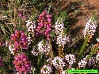 Distintos tipos de breixos
 