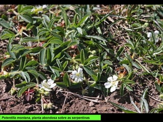 Potentilla montana, planta abondosa sobre as serpentinas
 