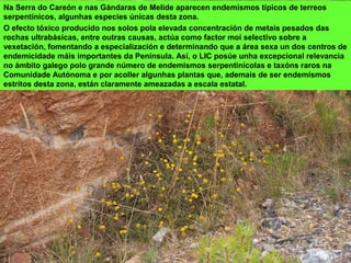 Na Serra do Careón e nas Gándaras de Melide aparecen endemismos típicos de terreos
serpentínicos, algunhas especies únicas desta zona.
O efecto tóxico producido nos solos pola elevada concentración de metais pesados das
rochas ultrabásicas, entre outras causas, actúa como factor moi selectivo sobre a
vexetación, fomentando a especialización e determinando que a área sexa un dos centros de
endemicidade máis importantes da Península. Así, o LIC posúe unha excepcional relevancia
no ámbito galego polo grande número de endemismos serpentinícolas e taxóns raros na
Comunidade Autónoma e por acoller algunhas plantas que, ademais de ser endemismos
estritos desta zona, están claramente ameazadas a escala estatal.
 