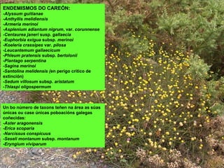 ENDEMISMOS DO CAREÓN:
-Alyssum guitianae
-Anthyllis melidiensis
-Armeria merinoi
-Asplenium adiantum nigrum, var. corunnense
-Centaurea janeri susp. gallaecia
-Euphorbia exigua subsp. merinoi
-Koeleria crassipes var. pilosa
-Leucantemum gallaecicum
-Phleum pratensis subsp. bertolonii
-Plantago serpentina
-Sagina merinoi
-Santolina melidensis (en perigo crítico de
extinción)
-Sedum villosum subsp. aristatum
-Thlaspi oligospermum
Un bo número de taxons teñen na área as súas
únicas ou case únicas poboacións galegas
coñecidas:
-Aster aragonensis
-Erica scoparia
-Narcissus conspicuus
-Seseli montanum subsp. montanum
-Eryngium viviparum
 