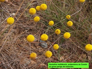 Santolina melidensis, endemismo do Careón
en grave perigo de extinción.
 