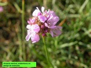 Armeria merinoi, endemismo en
perigo de extinción.
 