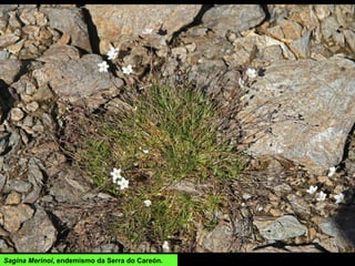 Sagina Merinoi, endemismo da Serra do Careón.
 