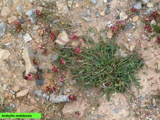 Anthyllis melidensis
 