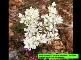Reina (Filipendula vulgaris), planta rara en Galiza,
asociada aos terreos ultrabásicos.
 