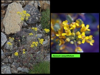 Alyssum serpyllifolium
 