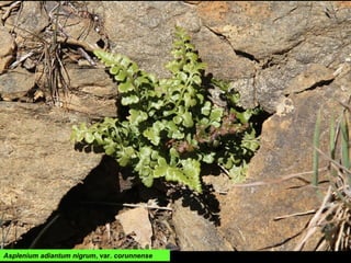 Asplenium adiantum nigrum, var. corunnense
 
