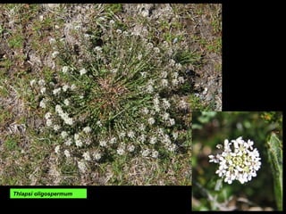 Thlapsi oligospermum
 