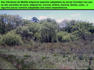 Nas Gándaras de Melide atópanse especies adaptadas ás zonas húmidas nos que
se dan períodos de seca: salgueiros, xuncos, brións, breixos, fentos, uces... e
algunha pouco comúns adaptadas aos solos serpentínicos.
 