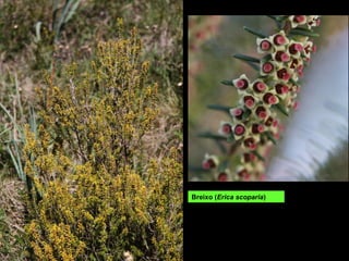 Breixo (Erica scoparia)
 
