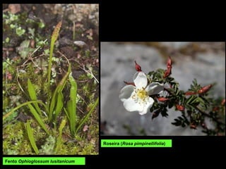 Fento Ophioglossum lusitanicum
Roseira (Rosa pimpinellifolia)
 