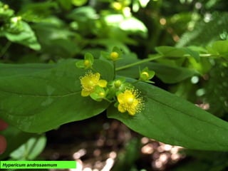 Hypericum androsaemum
 