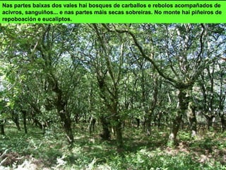 Nas partes baixas dos vales hai bosques de carballos e rebolos acompañados de
acivros, sanguiños... e nas partes máis secas sobreiras. No monte hai piñeiros de
repoboación e eucaliptos.
 