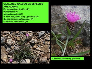 CATÁLOGO GALEGO DE ESPECIES
AMEAZADAS
En perigo de extinción: (P)
Vulnerables (V)
-Armeria merinoi (P)
-Centaurea janeri susp. gallaecia (V)
-Leucantemum gallaecicum (P)
-Santolina melidensis (P)
-Centaurea janeri susp. gallaecia
 
