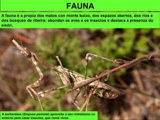 A barbantesa (Empusa pennata) aproveita o seu mimetismo co
entorno para cazar insectos, que come vivos.
FAUNA
A fauna é a propia dos matos con monte baixo, dos espazos abertos, dos ríos e
dos bosques de ribeira: abondan as aves e os insectos e destaca a presenza do
sisón.
 