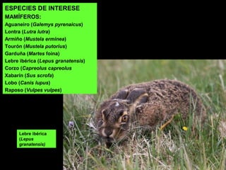 ESPECIES DE INTERESE
MAMÍFEROS:
Aguaneiro (Galemys pyrenaicus)
Lontra (Lutra lutra)
Armiño (Mustela erminea)
Tourón (Mustela putorius)
Garduña (Martes foina)
Lebre ibérica (Lepus granatensis)
Corzo (Capreolus capreolus
Xabarín (Sus scrofa)
Lobo (Canis lupus)
Raposo (Vulpes vulpes)
Lebre ibérica
(Lepus
granatensis)
 