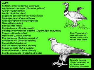 AVES
Tartaraña cincenta (Circus pygargus)
Aguia cobreira europea (Circaetus gallicus)
Azor (Accipiter gentilis)
Gabián (Accipiter nisus)
Lagarteiro peneireiro (Falco tinnunculus)
Falcón pequeno (Falco subbuteo)
Falcón peregrino (Falco peregrinus)
Miñato (Buteo buteo)
Sisón (Tetrax tetrax)
Cegoña branca (Ciconia ciconia)
Noitarega ou avenoiteira cincenta (Caprimulgus europaeus)
Picapeixe (Alcedo atthis)
Merlo rieiro (Cinclus cinclus)
Pica campestre (Anthus campestris)
Lavandeira real (Motacilla cinerea)
Cotovía (Lullula arborea)
Pica das árbores (Anthus trivialis)
Papuxa do mato (Sylvia undata)
Picanzo vermello (Lanius collurio)
Escribente amarelo (Emberiza citrinella).
Sisón(Tetrax tetrax),
vese no Careón no
verán e outono e ata
hai uns anos criaba
Tartaraña cincenta
(Circus pygargus), ten
no Careón unha
poboación nidificante.
 