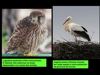 Cegoña branca (Ciconia ciconia),
ten neste espazo a única poboación
da provincia da Coruña
Lagarteiro peneireiro (Falco tinnunculus).
É habitual velo sobrevoar as áreas
despexadas e os cumes dos montes.
 