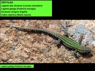 RÉPTILES
Lagarto das silveiras (Lacerta schreiberi)
Lagarta galega (Podarcis bocagei)
Escáncer (Anguis fragilis)
Cobra viperina (Natrix maura)
Lagarta galega (Podarcis bocagei)
 
