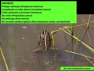 ANFIBIOS
Píntega rabilonga (Chioglossa lusitanica)
Limpafontes ou tritón ibérico (Lissotriton boscai)
Tritón palmeado (Lissotriton helveticus)
Ra verde (Pelophyllasx perezi)
Ra patilonga (Rana iberica)
Ra vermella cántabro-galaica (Rana temporaria subsp. parvipalmata)
Ra verde (Pelophyllasx perezi)
 