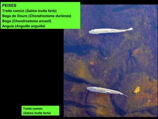 PEIXES
Troita común (Salmo trutta fario)
Boga do Douro (Chondrostoma duriense)
Boga (Chondrostoma arcasii)
Anguía (Anguilla anguilla)
Troita común
(Salmo trutta fario)
 