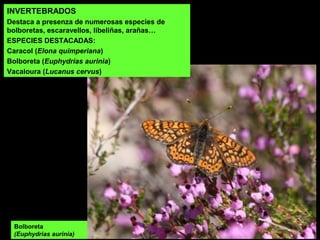 INVERTEBRADOS
Destaca a presenza de numerosas especies de
bolboretas, escaravellos, libeliñas, arañas…
ESPECIES DESTACADAS:
Caracol (Elona quimperiana)
Bolboreta (Euphydrias aurinia)
Vacaloura (Lucanus cervus)
Bolboreta
(Euphydrias aurinia)
 