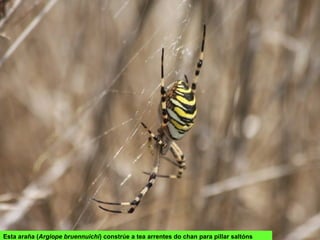 Esta araña (Argiope bruennuichi) constrúe a tea arrentes do chan para pillar saltóns
 