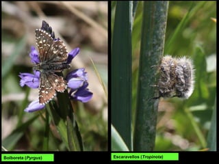 Bolboreta (Pyrgus) Escaravellos (Tropinota)
 