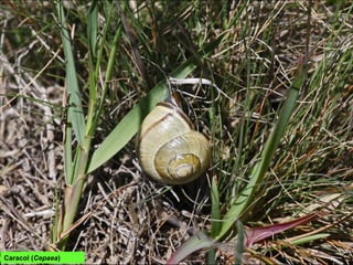 Caracol (Cepaea)
 