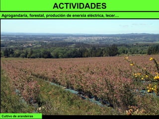 Cultivo de arandeiras
ACTIVIDADES
Agrogandaría, forestal, produción de enerxía eléctrica, lecer…
 