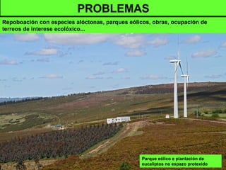 Parque eólico e plantación de
eucaliptos no espazo protexido
PROBLEMAS
Repoboación con especies alóctonas, parques eólicos, obras, ocupación de
terreos de interese ecolóxico...
 