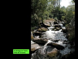 O Arnego en Toiriz
(Vila de Cruces)
 