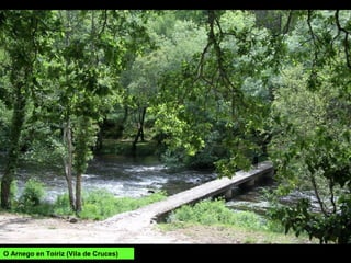 O Arnego en Toiriz (Vila de Cruces)
 