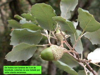 Os froitos son landras de 3 cm de
lonxitude, cubertas na súa metade por
unha cúpula escamosa.
 