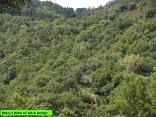 Bosque mixto no val do Arnego
 