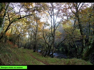 Bosque mixto no outono
 