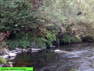Amieiras, salgueiros e fentos
 