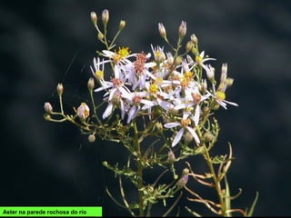 Aster na parede rochosa do río
 